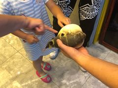 -肆月河豚·新淮扬(金融街店)