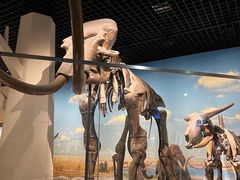 -国家自然博物馆