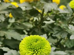 -杭州植物园