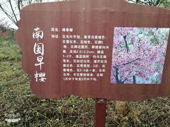 -天适樱花悠乐园