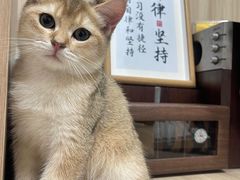 -安安宠医·普外科·内科·心超(佛山同济分院)