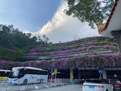 -深圳仙湖植物园-停车场