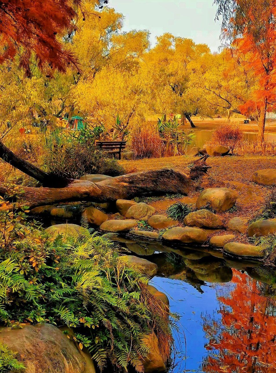 秋天的共青森林公园层林尽染,绚丽多彩