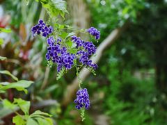 -华南国家植物园-售票处