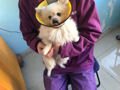 -瑞派福兴宠物医院犬猫全科·骨科·中西医结合(河东店)