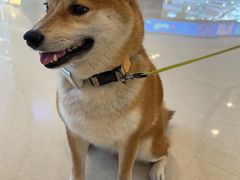 -谐和益家动物医院·免疫绝育·血液透析·宠保定点医院(高新伊藤分院)