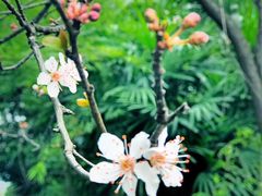 -铁山坪森林公园