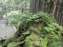-阿里山神木遗迹