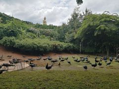 -西双版纳勐泐文化旅游区