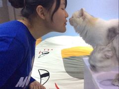 -喵的天空名猫咖啡馆·撸猫·猫舍·用品