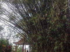 -分塔山省级森林公园