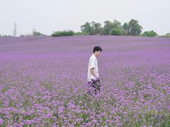 -紫颐香薰山谷景区
