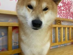 -柴源莊·柴小宠柴犬咖啡