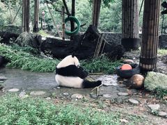 -都江堰中华大熊猫苑
