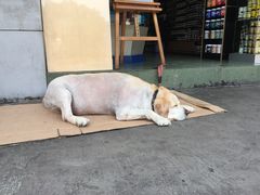 -黄桷坪涂鸦艺术街