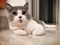 -安安宠医宠物医院·异宠·犬猫内科(岳阳分院)