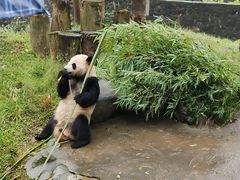 -都江堰中华大熊猫苑