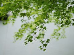-上海醉白池公园