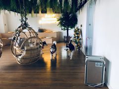 -Husky Go! 哈士奇体验馆·宠物咖啡厅狗咖