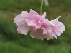 -八大山人梅湖景区