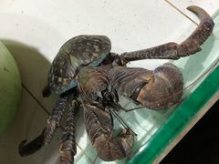 -海盗餐厅