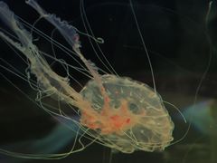 -苏州海洋馆
