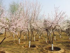 -永定河休闲森林公园