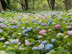 -上海共青森林公园