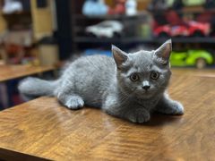 -三花喵·撸猫购宠·宠物生活馆(虹桥南丰城店)