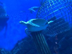 -芜湖新华联大白鲸海洋公园