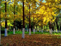 -大兴滨河森林公园