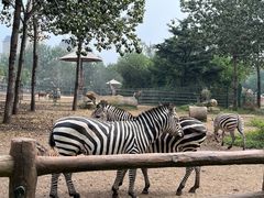 -大连森林动物园