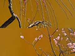 -无锡梅园公园