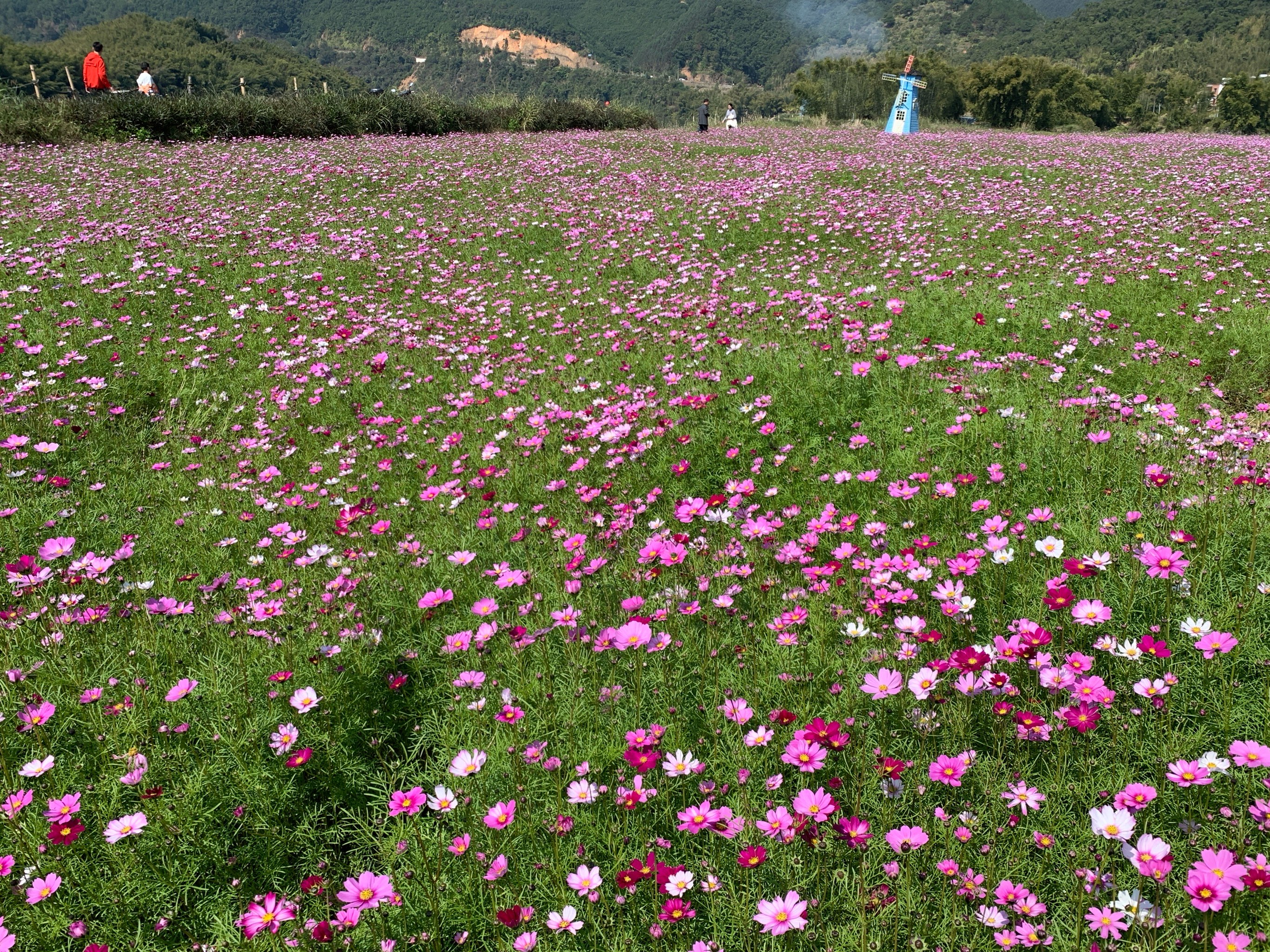 椒江下陈花海图片