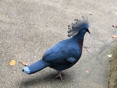 -新加坡飞禽公园