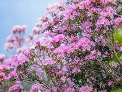 -梧桐山风景名胜区