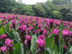 -松山湖梦幻百花洲