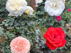 -人民公园(罗湖区)