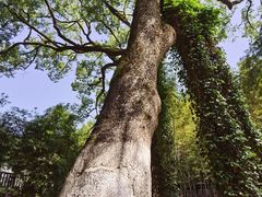 -岳麓山风景名胜区