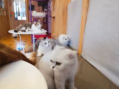 -MOYOYO猫咪咖啡店
