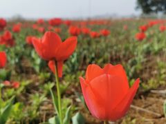 -大塘金香草谷