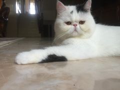 -贝贝宠物乐园(常青花园店)