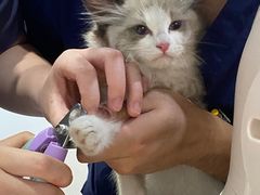 -伟伟宠物医院·瑞派猫友好医院·猫科(光谷店)