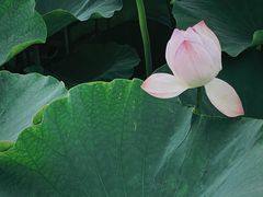 -梁鸿国家湿地公园