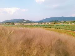 -光明小镇欢乐田园