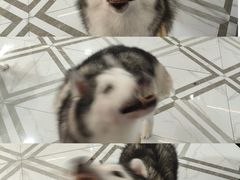 -星多哈·狗咖·拼豆·咖啡