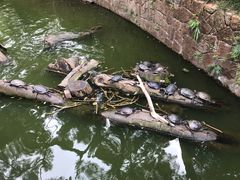 -九龙公园