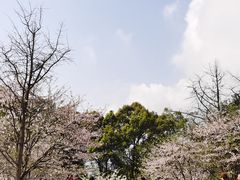 -南山植物园