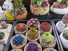 -朝来春花卉市场