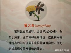 -上海大自然野生昆虫馆(东方明珠·爬宠昆虫探索中心)